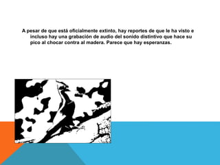 A pesar de que está oficialmente extinto, hay reportes de que le ha visto e
incluso hay una grabación de audio del sonido distintivo que hace su
pico al chocar contra al madera. Parece que hay esperanzas.
 