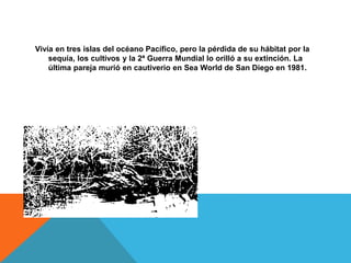 Vivía en tres islas del océano Pacífico, pero la pérdida de su hábitat por la
sequía, los cultivos y la 2ª Guerra Mundial lo orilló a su extinción. La
última pareja murió en cautiverio en Sea World de San Diego en 1981.
 