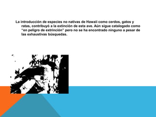 La introducción de especies no nativas de Hawaii como cerdos, gatos y
ratas, contribuyó a la extinción de esta ave. Aún sigue catalogado como
“en peligro de extrinción” pero no se ha encontrado ninguno a pesar de
las exhaustivas búsquedas.
 
