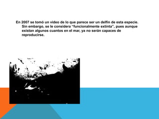 En 2007 se tomó un video de lo que parece ser un delfín de esta especie.
Sin embargo, se le considera “funcionalmente extinta”, pues aunque
existan algunos cuantos en el mar, ya no serán capaces de
reproducirse.
 