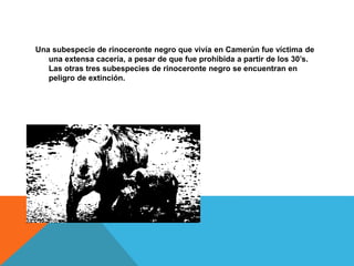 Una subespecie de rinoceronte negro que vivía en Camerún fue víctima de
una extensa cacería, a pesar de que fue prohibida a partir de los 30’s.
Las otras tres subespecies de rinoceronte negro se encuentran en
peligro de extinción.
 