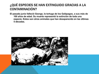 ¿QUÉ ESPECIES SE HAN EXTINGUIDO GRACIAS A LA
CONTAMINACIÓN?
El pasado junio falleció George, la tortuga de los Galápagos, a sus más de
100 años de edad. Su muerte representó la extinción de toda una
especie. Estos son otros animales que han desaparecido en las últimas
5 décadas.
 