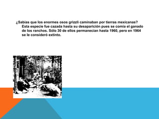 ¿Sabías que los enormes osos grizzli caminaban por tierras mexicanas?
Esta especie fue cazada hasta su desaparición pues se comía el ganado
de los ranchos. Sólo 30 de ellos permanecían hasta 1960, pero en 1964
se le consideró extinto.
 