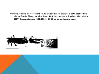 Aunque todavía no es oficial su clasificación de extinto, a este bicho de la
isla de Santa Elena, en el océano Atlántico, no se le ha visto vivo desde
1967. Búsquedas en 1988,1993 y 2003 no encontraron nada.
 