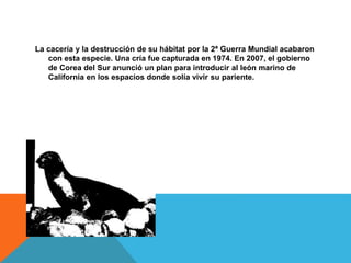 La cacería y la destrucción de su hábitat por la 2ª Guerra Mundial acabaron
con esta especie. Una cría fue capturada en 1974. En 2007, el gobierno
de Corea del Sur anunció un plan para introducir al león marino de
California en los espacios donde solía vivir su pariente.
 