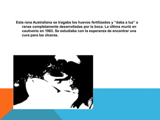 Esta rana Australiana se tragaba los huevos fertilizados y “daba a luz” a
ranas completamente desarrolladas por la boca. La última murió en
cautiverio en 1983. Se estudiaba con la esperanza de encontrar una
cura para las úlceras.
 