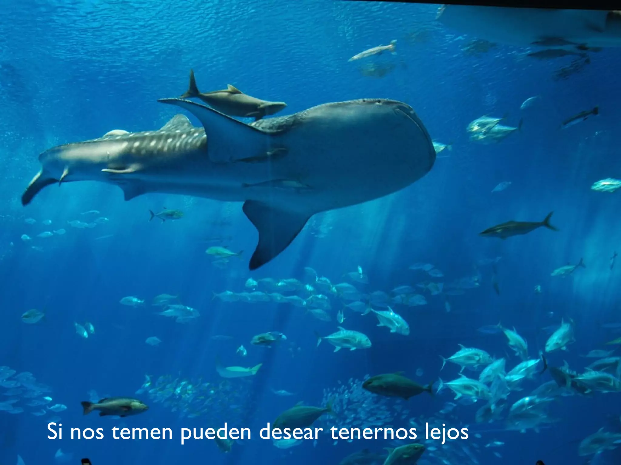 Si nos temen pueden desear tenernos lejos 