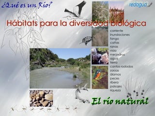 ¿Qué es un Río?
corriente
inundaciones
fango
cañas
ranas
vida
meandros
agua
tierra
cantos rodados
zarzas
álamos
peces
ribera
paisajes
riqueza
Hábitats para la diversidad biológica
El río natural
 