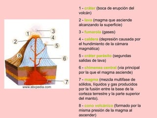 1 -  cráter  (boca de erupción del volcán) 2 -   lava  (magma que asciende alcanzando la superficie) 3 -  fumarola   (gases) 4 -  caldera   (depresión causada por el hundimiento de la cámara magmática) 5 -  cráter parásito  (segundas salidas de lava) 6 -  chimenea central  (via principal por la que el magma asciende) 7 -   magma  (mezcla multifase de sólidos, líquidos y gas producidos por la fusión entre la base de la corteza terrestre y la parte superior del manto). 8 -  cono volcánico  (formado por la misma presión de la magma al ascender) 