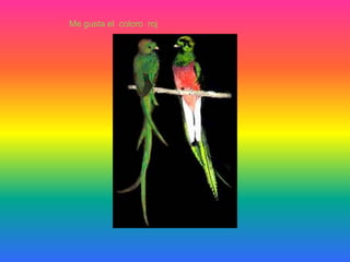 Me gusta el coloro roj