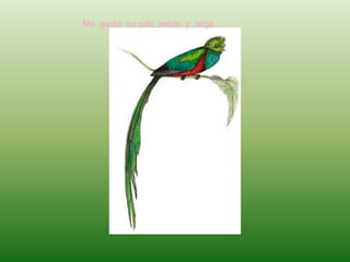 Me gusta su cola verde y larga