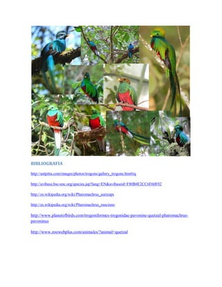 BIBLIOGRAFIA

http://antpitta.com/images/photos/trogons/gallery_trogons.htm#rq

http://avibase.bsc-eoc.org/species.jsp?lang=EN&avibaseid=F80B4F2CC6F60F02

http://es.wikipedia.org/wiki/Pharomachrus_auriceps

http://es.wikipedia.org/wiki/Pharomachrus_mocinno

http://www.planetofbirds.com/trogoniformes-trogonidae-pavonine-quetzal-pharomachrus-
pavoninus

http://www.zoowebplus.com/animales/?animal=quetzal
 