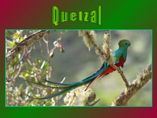 Quetzal 