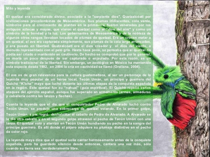 Quetzal Ave Leyenda Legend Bird