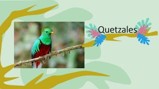 Quetzales
 