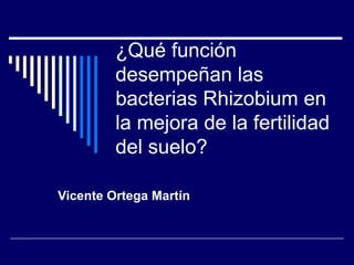 ¿Qué función desempeñan las bacterias Rhizobium en la mejora de la fertilidad del suelo? Vicente Ortega Martín 
