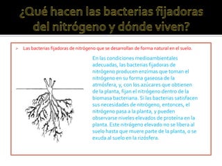    Las bacterias fijadoras de nitrógeno que se desarrollan de forma natural en el suelo.

                                      En las condiciones medioambientales
                                      adecuadas, las bacterias fijadoras de
                                      nitrógeno producen enzimas que toman el
                                      nitrógeno en su forma gaseosa de la
                                      atmósfera, y, con los azúcares que obtienen
                                      de la planta, fijan el nitrógeno dentro de la
                                      biomasa bacteriana. Si las bacterias satisfacen
                                      sus necesidades de nitrógeno, entonces, el
                                      nitrógeno pasa a la planta, y pueden
                                      observarse niveles elevados de proteína en la
                                      planta. Este nitrógeno elevado no se libera al
                                      suelo hasta que muere parte de la planta, o se
                                      exuda al suelo en la rizósfera.
 