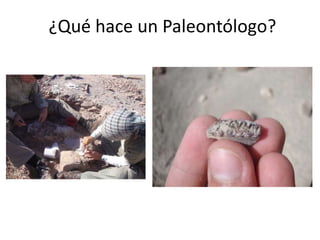 ¿Qué hace un Paleontólogo?
 