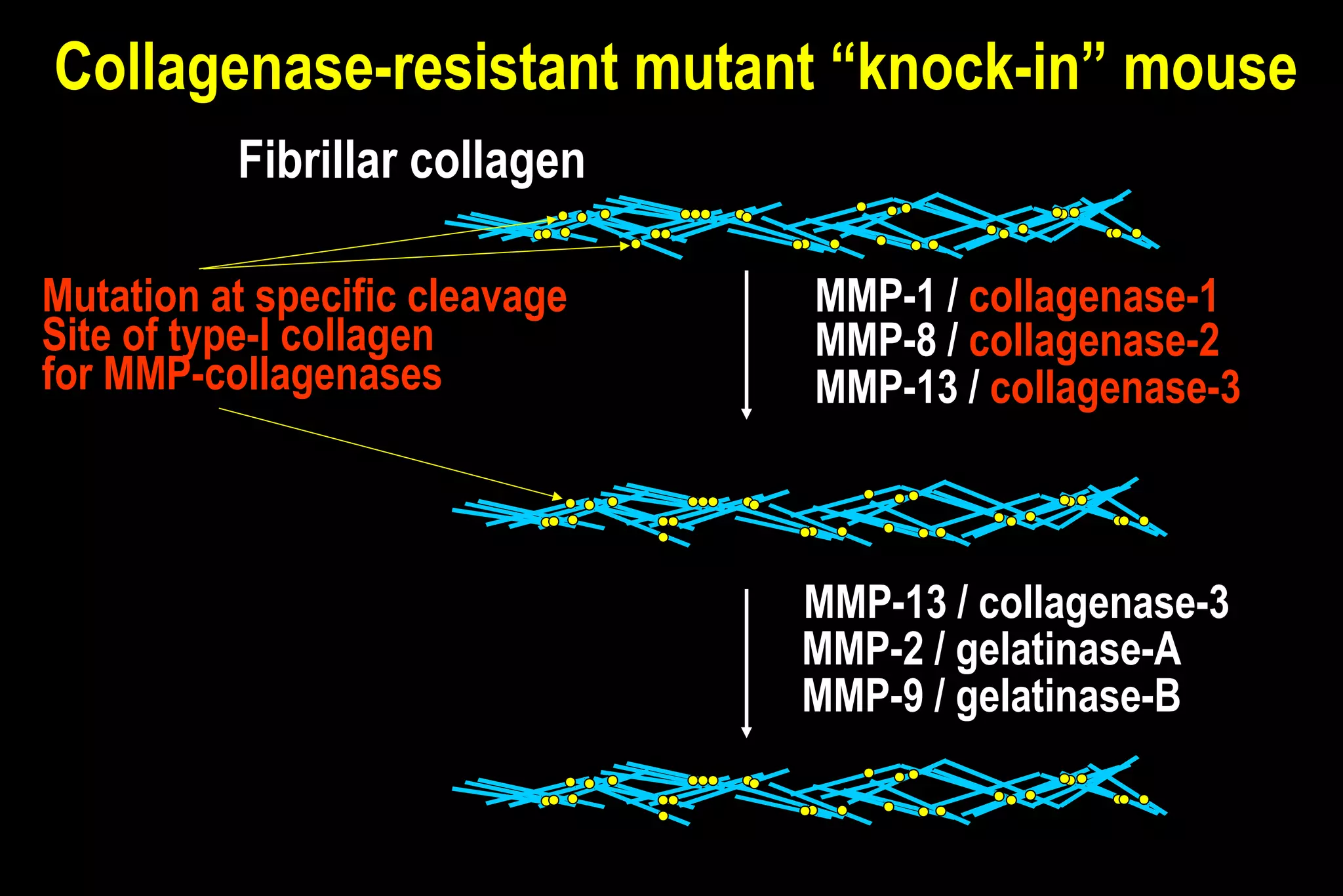 Fibrillar collagen
MMP-13 / collagenase-3
MMP-8 / collagenase-2
MMP-1 / collagenase-1
MMP-13 / collagenase-3
MMP-2 / gelatinase-A
MMP-9 / gelatinase-B
Collagenase-resistant mutant “knock-in” mouse
Mutation at specific cleavage
Site of type-I collagen
for MMP-collagenases
 