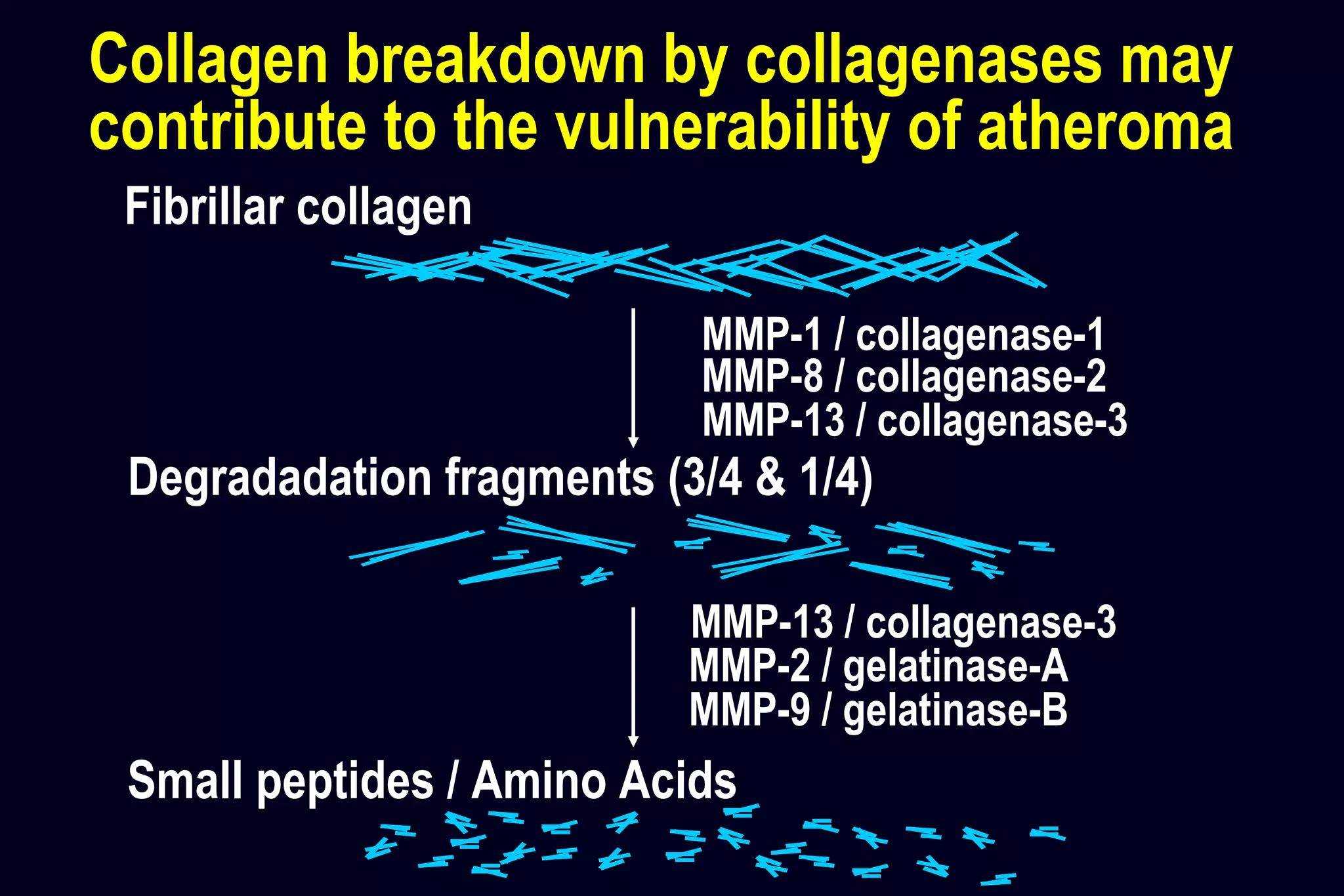 Degradadation fragments (3/4 & 1/4)
Small peptides / Amino Acids
Fibrillar collagen
MMP-13 / collagenase-3
MMP-8 / collagenase-2
MMP-1 / collagenase-1
MMP-13 / collagenase-3
MMP-2 / gelatinase-A
MMP-9 / gelatinase-B
Collagen breakdown by collagenases may
contribute to the vulnerability of atheroma
 