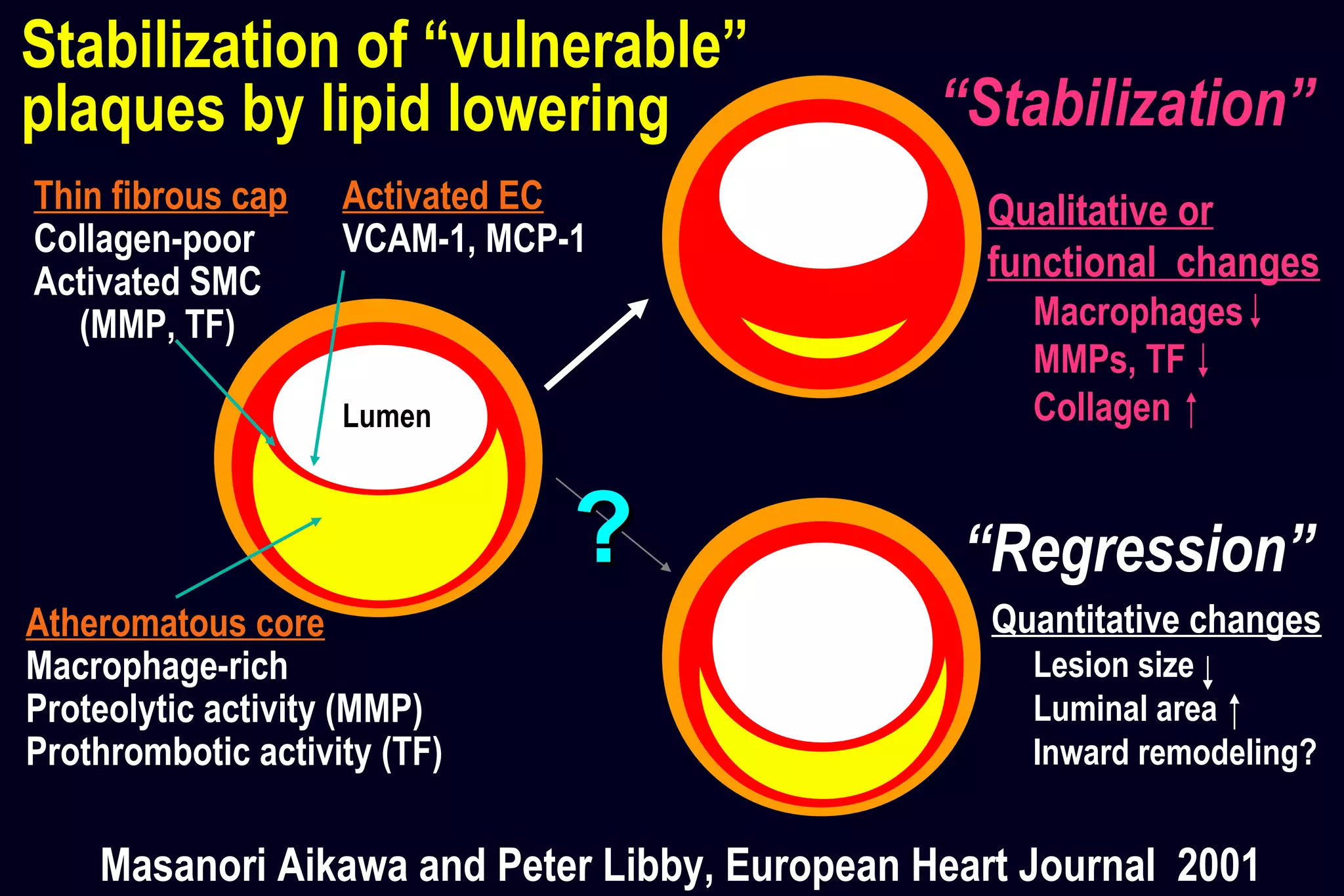 Quantitative changes
Lesion size
Luminal area
Inward remodeling?
??
Atheromatous core
Macrophage-rich
Proteolytic activity (MMP)
Prothrombotic activity (TF)
Thin fibrous cap
Collagen-poor
Activated SMC
(MMP, TF)
Stabilization of “vulnerable”
plaques by lipid lowering
Lumen
“Regression”
“Stabilization”
Activated EC
VCAM-1, MCP-1
Masanori Aikawa and Peter Libby, European Heart Journal 2001
Qualitative or
functional changes
Macrophages
MMPs, TF
Collagen
 