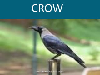 CROW
QUI9 GRAND ANNUAL SCHOOL QUIZ 2013
 