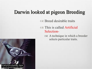 Darwin looked at pigeon Breeding Breed desirable traits This is called  Artificial Selection- A technique in which a breeder selects particular traits. 