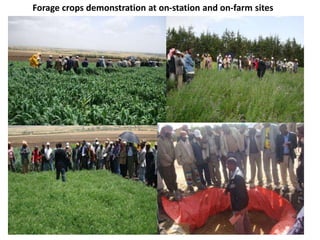 Forage crops demonstration at on-station and on-farm sites
 