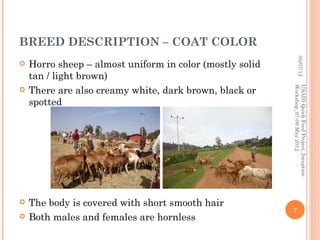 BREED DESCRIPTION – COAT COLOR




                                                                   05/07/12
   Horro sheep – almost uniform in color (mostly solid
    tan / light brown)
    There are also creamy white, dark brown, black or




                                                          Workshop_07-08 May 2012
                                                          USAID Quick Feed Project_Inception

    spotted




   The body is covered with short smooth hair
                                                          7
   Both males and females are hornless
 