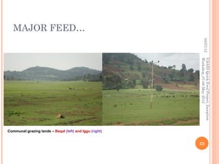 Horro sheep and production system in Horro areas of Ethiopia