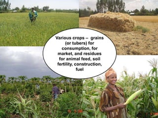 Introducing the ‘Quick Feeds’ project - Fodder and feed as a key opportunity to drive sustainable intensification of crop livestock systems in Ethiopia