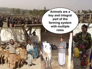 Introducing the ‘Quick Feeds’ project - Fodder and feed as a key opportunity to drive sustainable intensification of crop livestock systems in Ethiopia