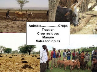 Introducing the ‘Quick Feeds’ project - Fodder and feed as a key opportunity to drive sustainable intensification of crop livestock systems in Ethiopia
