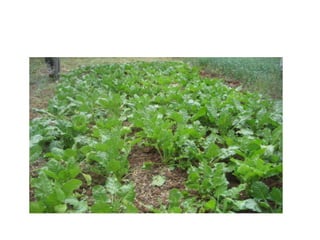 Dairy value chain actors and their roles and linkages in Arsi Highlands, Ethiopia