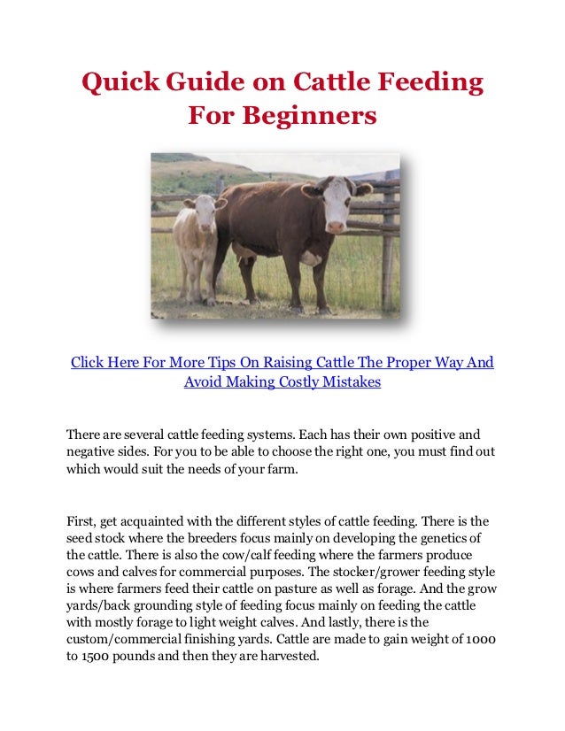 Quick Guide on Cattle Feeding For Beginners