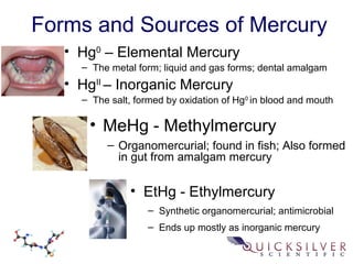 Forms and Sources of Mercury
• MeHg - Methylmercury
– Organomercurial; found in fish; Also formed
in gut from amalgam mercury
• Hg0
– Elemental Mercury
– The metal form; liquid and gas forms; dental amalgam
• HgII
– Inorganic Mercury
– The salt, formed by oxidation of Hg0
in blood and mouth
• EtHg - Ethylmercury
– Synthetic organomercurial; antimicrobial
– Ends up mostly as inorganic mercury
 