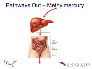 Pathways Out – Methylmercury
 