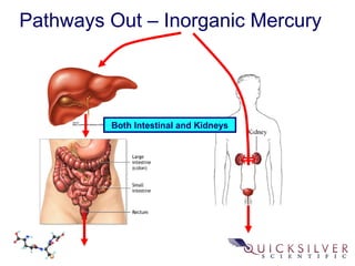 Pathways Out – Inorganic Mercury
Both Intestinal and Kidneys
 