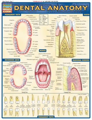 BarCharts, Inc.®

WORLD’S #1 ACADEMIC OUTLINE

PERMANENT TEETH

** = cut
Stria of Retzius
a. = artery
Fissure
l.l. = ligaments
Cusp
Lateral incisor
Tuft
m. = muscle
Enamel
Cuspid (canine) n. = nerve
n.n. = nerves
Crown
1st bicuspid
v. = vein
(premolar)
Contact area

Labial surface
Central incisor

Cingulum
Gum
Distal surface

1st molar

Triangular ridge

2nd

Enamel prism
Pulp horn
Contour line of Owen
Interdental papilla

Dentin
Pulp

2nd bicuspid
(premolar)

Interproximal surface

Pulpal vessels & n.n.
Dentogingival fibers

Pulp chamber
Neck

molar

Circular fibers
Trans-septal fibers

Gingiva

Cusp

3rd molar

Dentinal tubules

Contingent surface

Cementum

Root

Oblique fibers
of periodontium
Root canal**

Interradicular septum

Buccal surface

3rd molar

Compact bone

2nd molar

Gingival margin

Mandible**

1st molar

Pulpal sensory n.

Cancellous bone

Apical foramen

2nd bicuspid

Mesial surface
Gingival papilla
Lingual surface
Incisal edge

DECIDUOUS ARCH
Labial surface
Cingulum
Dental tubercle

1st bicuspid
MOUTH
Cuspid
Superior labial frenulum
Lateral incisor
Superior lip
Central incisor
Hard palate
Gingiva
Palatine raphe
Palatopharyngeal arch
Soft palate
Central incisor
Lateral incisor
Cuspid
1st

Gum
Interproximal
surface
Cusp

Apical fibers
Alveolar n., a. & v.

MARGINAL GINGIVA

Palatoglossal arch

Enamel spindle

Stria of Retzius

molar

Gingival sulcus
Oral sulcular epithelium
Oral epithelium

Junctional
epithelium

2nd molar

Collagen fibers
in cross section

Neutrophilic
granulocyte

Vessels of the
gingival plexus

Lymphocyte
Distal surface

Posterior
wall of
oropharynx

Buccal
surface
Gingival
margin

Dentinal
tubules
Palatine
tonsil
Uvula

2nd molar

Mesial surface
Lingual surface
Incisal edge
Central incisor

1st molar
Cuspid
Lateral incisor

TOOTH

Enamel spindle

Collagen fibers
in long section

Periodontal
l.l.

Marginal
alveolar
bone

Acellular
cementum

Sharpey’s
fibers

Tongue
Gingiva
Inferior labial frenulum

Vestibule
Inferior lip

Facial View

Tomes
granular layer
Lingual View

Cusp of Carabelli

3rd
molars

2nd
molars

1st
2nd
Cuspids
1st
bicuspid bicuspid
molars (premolars) (premolars) (canine)

Lateral
incisors

Central
incisors

Lateral
incisors

PERMANENT TEETH

1st
2nd
Cuspids
1st
(canine) bicuspid bicuspid molars
(premolars) (premolars)

2nd
molars

3rd
molars

 