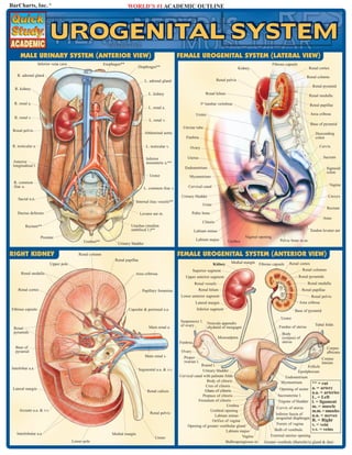BarCharts, Inc. ®                                                        WORLD’S #1 ACADEMIC OUTLINE




      MALE URINARY SYSTEM (ANTERIOR VIEW)                                                                 FEMALE UROGENITAL SYSTEM (LATERAL VIEW)
                    Inferior vena cava                     Esophagus**                                                                                                   Fibrous capsule
                                                                                Diaphragm**                                                         Kidney                                       Renal cortex
    R. adrenal gland                                                                                                                                                                            Renal column
                                                                                    L. adrenal gland                                 Renal pelvis
                                                                                                                                                                                                   Renal pyramid
   R. kidney
                                                                                       L. kidney                            Renal hilum
                                                                                                                                                                                                 Renal medulla
  R. renal a.                                                                                                            3rd lumbar vertebrae                                                    Renal papillae
                                                                                       L. renal a.
                                                                                                                     Ureter                                                                       Area cribosa
  R. renal v.
                                                                                       L. renal v.
                                                                                                                                                                                                  Base of pyramid
                                                                                                            Uterine tube
 Renal pelvis
                                                                                    Abdominal aorta                                                                                                 Descending
                                                                                                              Fimbria                                                                               colon

 R. testicular a.                                                                    L. testicular v.           Ovary                                                                                  Cervix


                                                                                     Inferior                  Uterus                                                                                    Sacrum
 Anterior                                                                            mesenteric a.**
 longitudinal l.
                                                                                                             Endometrium                                                                                     Sigmoid
                                                                                                                                                                                                             colon
                                                                                       Ureter                   Myometrium
  R. common
  iliac a.                                                                                                     Cervical canal                                                                                 Vagina
                                                                                    L. common iliac v.
                                                                                                           Urinary bladder                                                                                   Coccyx
     Sacral n.n.
                                                                               Internal iliac vessels**
                                                                                                                          Urine
                                                                                                                                                                                                             Rectum
    Ductus deferens                                                               Levator ani m.                   Pubic bone
                                                                                                                                                                                                         Anus
                                                                                                                          Clitoris
         Rectum**                                                         Urachus (median
                                                                          umbilical l.)**                           Labium minus                                                                 Tendon levator ani
                     Prostate                                                                                                                          Vaginal opening
                                               Urethra**                                                             Labium majus          Urethra                           Pelvic bone m.m.
                                                                  Urinary bladder

RIGHT KIDNEY                                Renal column                                                  FEMALE UROGENITAL SYSTEM (ANTERIOR VIEW)
                                                                 Renal papillae
                           Upper pole                                                                                             Kidney     Medial margin Fibrous capsule         Renal cortex
                                                                                                                    Superior segment                                                         Renal columns
       Renal medulla                                                         Area cribrosa
                                                                                                             Upper anterior segment                                                        Renal pyramids
                                                                                                                     Renal vessels                                                              Renal medulla
     Renal cortex                                                                  Papillary foramina                   Renal hilum                                                         Renal papillae
                                                                                                           Lower anterior segment                                                                 Renal pelvis
                                                                                                                     Lateral margin                                                        Area cribosa
 Fibrous capsule                                                         Capsular & perirenal a.a.                    Inferior segment                                                 Base of pyramid
                                                                                                                                                                              Ureter
                                                                                                           Suspensory l.
                                                                                                           of ovary           Vesicula appendix                                                     Tubal folds
  Renal                                                                                Main renal a.                          chydatid of morgagni                           Fundus of uterus
  pyramids                                                                                                                                                                    Body
                                                                                                                                     Mesosalpinx                              (corpus) of
                                                                                                          Fimbria                                                             uterus
   Base of                                                                                                                                                                                                   Corpus
   pyramid                                                                                                 Ovary                                                                                             albicans
                                                                                     Main renal v.          Proper                                                                                       Corpus
                                                                                                            ovarian l.                                                                                   luteum
                                                                                                                       Round l.                                                               Follicle
 Interlobar a.a.                                                                Segmental a.a. & v.v.                   Urinary bladder                                                Epoöphorum
                                                                                                          Cervical canal with palmate folds                                    Endometrium
                                                                                                                           Body of clitoris                                  Myometrium         ** = cut
                                                                                                                          Crus of clitoris
 Lateral margin
                                                                                                                          Glans of clitoris                                  Opening of ureter a. = artery
                                                                                      Renal calices                                                                                                a.a. = arteries
                                                                                                                        Prepuce of clitoris                                Sacrouterine l.    L. = Left
                                                                                                                      Frenulum of clitoris                                 Trigone of bladder l. = ligament
                                                                                                                                        Urethra                                               m. = muscle
                                                                                                                                                                           Cervix of uterus
     Arcuate a.a. & v.v.                                                                                                     Urethral opening                                                      m.m. = muscles
                                                                                        Renal pelvis                                                                    Inferior fascia of
                                                                                                                                Labium minus                                                       n.n. = nerves
                                                                                                                                                                        urogenital diaphragm
                                                                                                                              Orifice of vagina                                                    R. = Right
                                                                                                                                                                        Fornix of vagina           v. = vein
                                                                                                              Opening of greater vestibular gland
                                                                                                                                        Labium majus                   Bulb of vestibule           v.v. = veins
    Interlobular a.a.                                          Medial margin                                                                                         External uterine opening
                                                                                           Ureter                                               Vagina
                                         Lower pole                                                                                    Bulbospongiosus m.        Greater vestibule (Bartolin’s) gland & duct
 