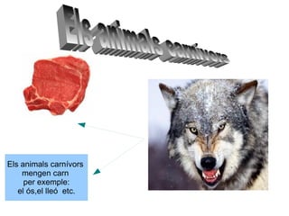 Els animals carnívors   