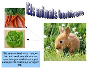 Els animals herbívors 