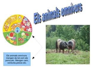 Els animals omnívors 