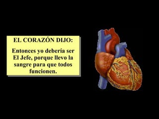 EL CORAZÓN DIJO: Entonces yo debería ser El Jefe, porque llevo la sangre para que todos funcionen. 