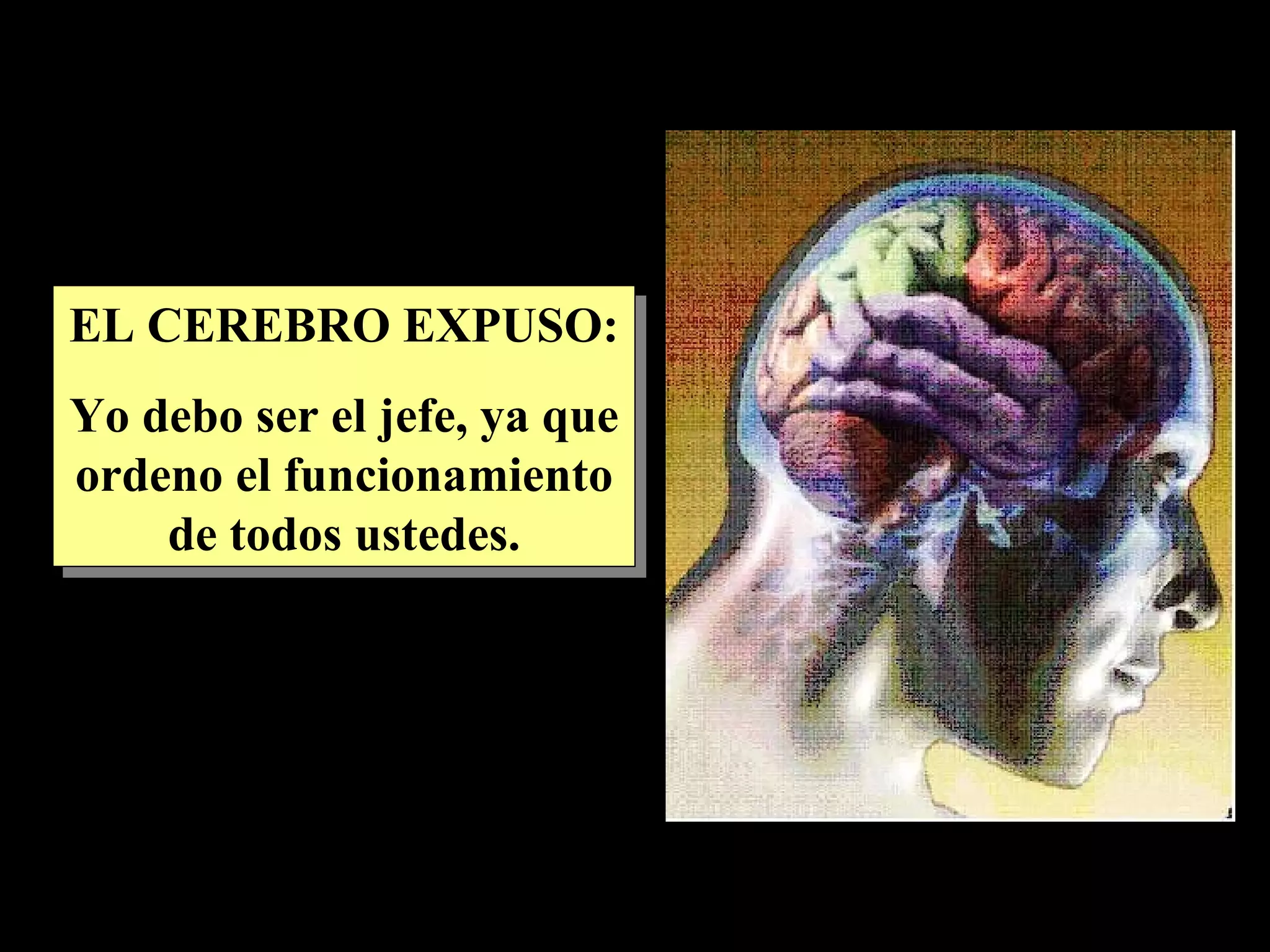 EL CEREBRO EXPUSO: Yo debo ser el jefe, ya que ordeno el funcionamiento de todos ustedes.