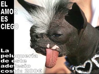 La peluquería de este adefesio costó: 200€ EL AMOR ES CIEGO 