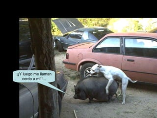 ¡¡Y luego me llaman cerdo a mi!!... 