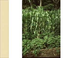 Quién nos alimentara en un planeta en crisis?