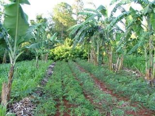 Quién nos alimentara en un planeta en crisis?