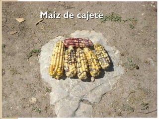 Quién nos alimentara en un planeta en crisis?